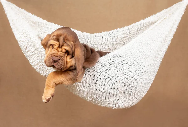 Un cachorro de sabueso marrón yace en una hamaca blanca —  Fotos de Stock