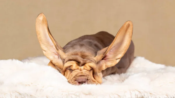 Cachorrinho de cão de cão castanho adormecido com orelhas voadoras — Fotografia de Stock