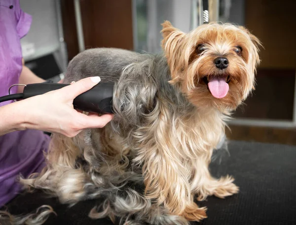 수의사의 캐비닛에서 전기 샤워기를 사용하여 개를 면도 하는 동물 식료품 재배 원. 스톡 사진