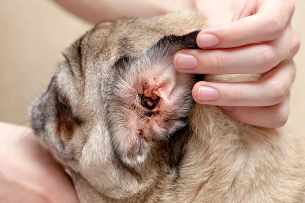 귀 진드기의 영향을 받는 개 의귀. 로열티 프리 스톡 이미지