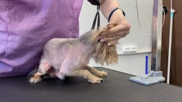 Περιποίηση ζώων. Στεγνώνοντας το σκύλο με στεγνωτήρα μαλλιών. Τεριέ Γιορκσάιρ — Αρχείο Βίντεο