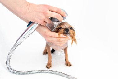 Washing a little dog Yorkshire terrier under a shower. Grooming.