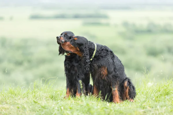 Dva skotští setři na pozadí zelených polí. Setter gordon — Stock fotografie