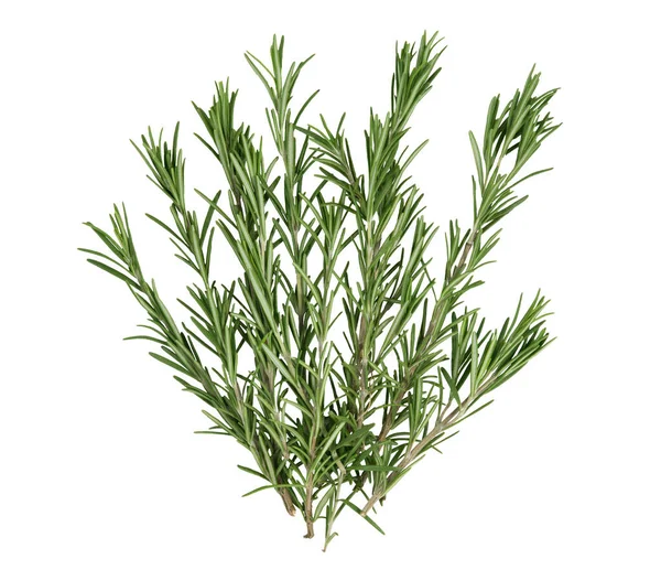 Green rosemary branches isolated on white background — Stock Photo, Image