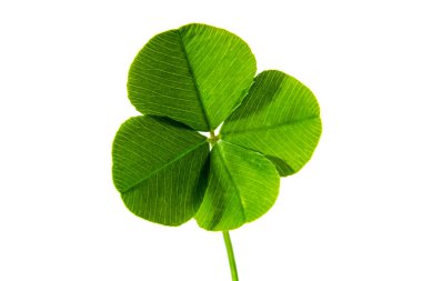 İyi şans getiren dört yapraklı yonca. Beyazda izole edilmiş