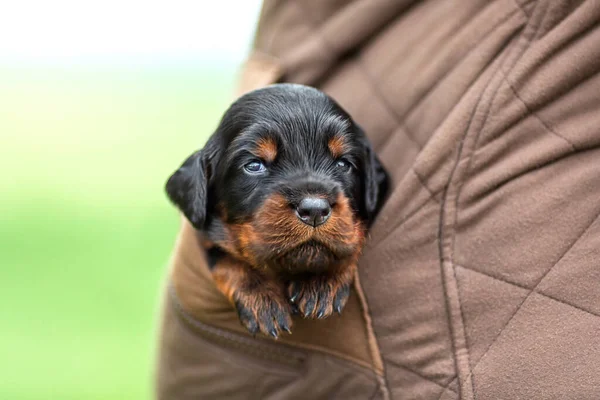 İskoç Yavru Köpek Cebinde Oturuyor — Stok fotoğraf