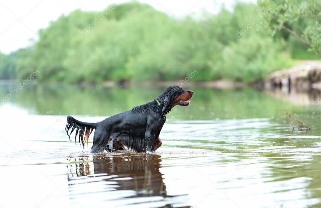 Adult Scottish setter gordon in a rack in the river against the background of green trees