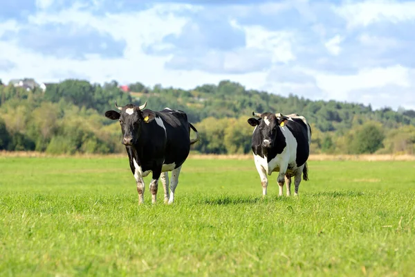 Twee zwart-witte koeien grazen in een groene weide tegen een blauwe lucht met wolken. Selectieve focus — Stockfoto