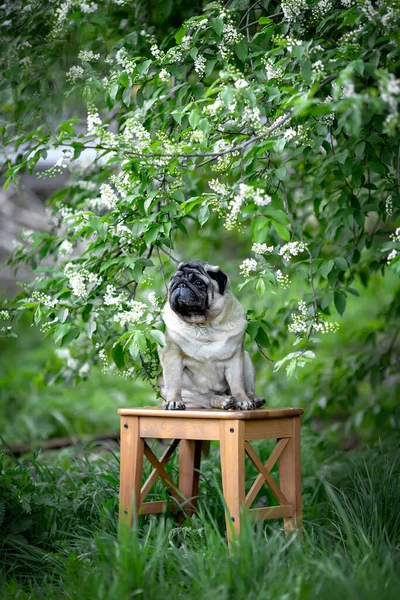 Pug bege bonito sentado em uma cadeira no jardim sob os ramos de cereja pássaro — Fotografia de Stock