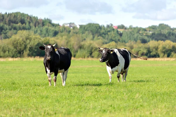 Duas vacas pretas e brancas pastam em um prado verde contra um céu azul com nuvens. Foco seletivo — Fotografia de Stock