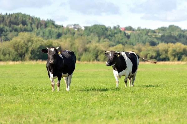 Zwei schwarz-weiße Kühe grasen auf einer grünen Wiese vor blauem Himmel mit Wolken. Selektiver Fokus — Stockfoto