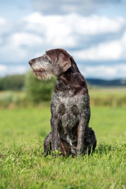 Av köpeği. Alman teli saçlı işaretçi yeşil bir alanda oturuyor.