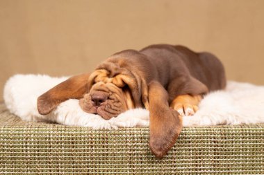Küçük uyuyan beyaz köpek yavrusu kahverengi