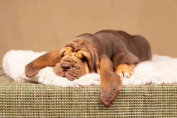 잠자고 있는 작은 흰 머리 강아지 갈색 스톡 사진