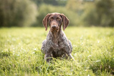 Sevimli kısa uçlu işaretçi yeşil çimenlerde yatıyor.