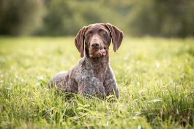 Yeşil çimenlerde uzanan kısa boylu bir işaretçinin portresi