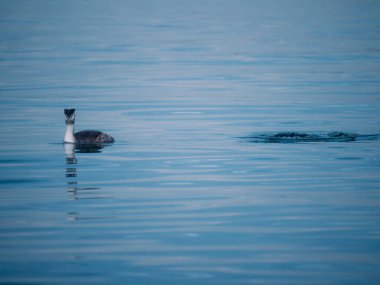 Bir ördek su altındaki dalışından çıkar.