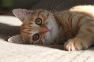 Lezzetli bir kızıl kedi yavrusu, güneş ışığının sıcacık ışınlarında rahatça uzanır. Neşeli ruhu, tuhaf bir şekilde bakarken parıldıyor. Sıcak öğleden sonraların neşesini somutlaştırıyor..