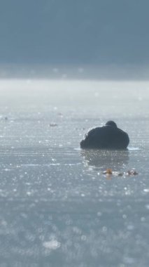 Amerikan yaban ördeği kış boyunca donmuş bir gölde banyo yapıyor ve küçük bir delikte güneşleniyor.