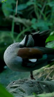 Güzel halkalı deniz mavisi ördeği rengarenk tüylerini dökerken bir kayanın üzerinde duruyor