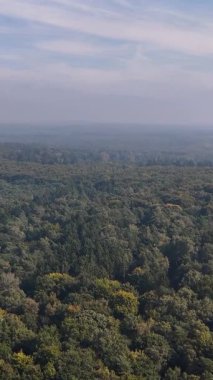 Ağaçların ufukta belirdiği sık bir ormanın panoramik hava manzarası