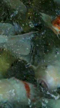 Canlı Japon sazanı geleneksel bir bahçe gölünün berrak sularında zarifçe yüzüyor.