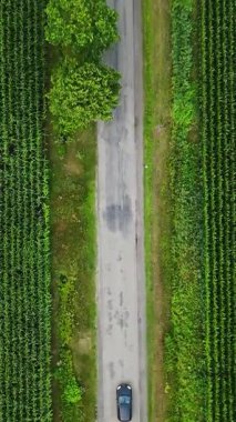 Yeşil mısır tarlaları ve ağaçlar arasında kırsal bir yolda giden bir arabanın yukarıdan aşağı görüntüsü.