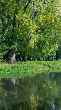 Sakin bir nehrin sakin yüzeyine yansıyan parlak yapraklı güzel yeşil ağaç.