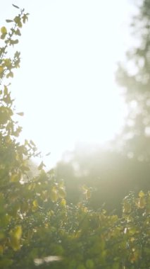 Parlak sabah güneşi güzel bir bahar gününde yemyeşil yaprakların arasından hafifçe parlıyor.