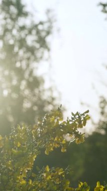 Sarı çiçekli bir viski süpürgesi dalına yaklaş. Rüzgarda hafifçe sallan.