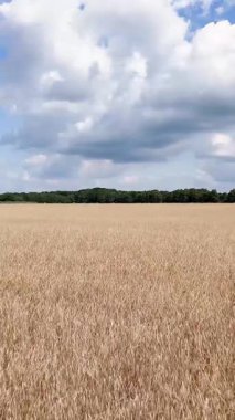 Olgun altın buğday sapları rüzgarda sallanıyor Bulutlu mavi bir gökyüzünün altında Hasat öncesi
