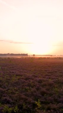 Altın sabah ışığı, ufukta güzel bir gündoğumu olan sisli, mor bir funda tarlasını aydınlatır.