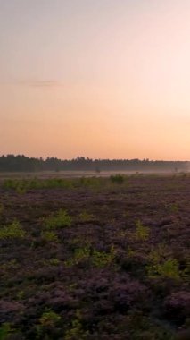 Ufukta ormanı olan sisli mor bir fundalık tarlasının üzerinde güzel bir gün doğumu.
