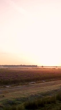 Güneşin doğuşunda açan mor fundalarla güzel sisli bir manzara, altın ışığı ve sisi gösteriyor.