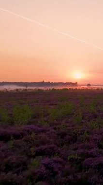 Çiçeklerin açtığı sisli bir tarlada güzel bir gün doğumu. Huzurlu bir doğa içinde.