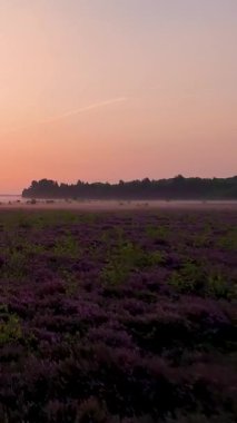 Güzel, sisli fundalık tarlası, çiçek açan mor çiçekler, sakin ve renkli bir gündoğumu boyunca.