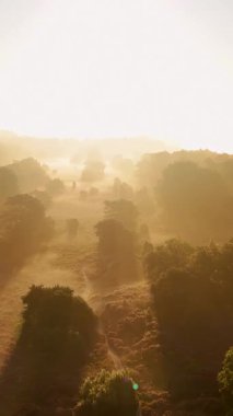 Ormanın üzerinde sisli bir şekilde parlayan altın ışıkla sisli bir gün doğumunun nefes kesici görüntüsü.