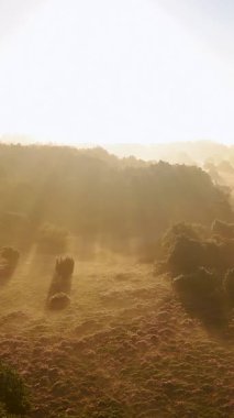 Çiçek açan fundalıkların arasından süzülen güneş ışınlarıyla büyülü bir gün doğumu.