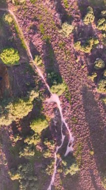 Mor fundalık tarlaları, kıvrımlı kumlu yürüyüş yolları ve gün batımında yukarıdan çekilen yeşil ağaçlar.