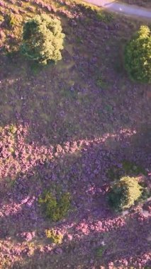 Sersemletici yukarıdan aşağıya mor kenevir tarlaları sakin bir gölün yanında.