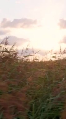 Sıcak güneş ışığı, rüzgarda esen uzun yeşil çimen tarlasını aydınlatıyor manzaralı bir günbatımında.