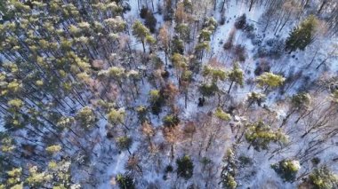 Tepede kar tozu kaplı çam kubbesi desenli geometrik desen, uzun ağaç gölgeleri ve sessiz can sıkıntısı yaratır.