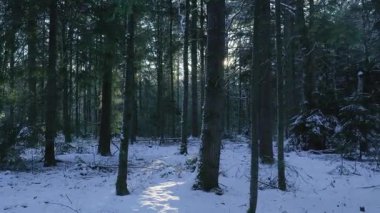 Sunlit Pine Stand Uzun Gölgeler, Düşük Kış Güneşi Ilık Işınlar ve Serin Mavi Kar, Huzur Patikası