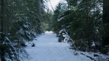 Yoğun Evergreens tarafından çerçevelenmiş kar koridoru, Çam ve ladin dar tüneli, sessiz kalmak için korunaklı yol