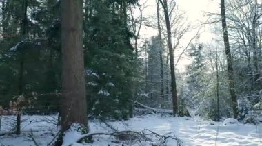 Güneşli karlı açıklık, yosun kayası, yumuşak ışınları delici gölgelik ve taze kar üzerinde ışıl ışıl parlayan,