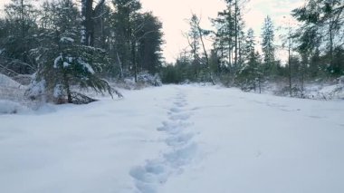 Açıklıkta tek sıra ayak izi, Çam ağaçlarının kenarındaki geniş kar tarlası, sessiz yolculuk hissi.