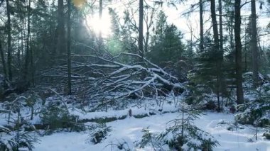 Karlı ve Düşmüş Dallı Orman zemininde Alçak Güneş, Serin Mavi Tonlar, Yosun Gövde ve Yoğun Gövde