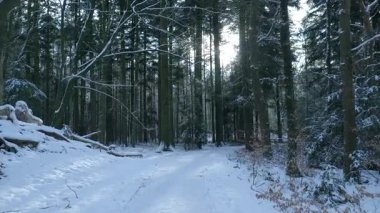 Güneşli Ağaçlara Giden Karlı Orman Yolu, Donmuş Gövdeler ve Alçak Gövdeler Arasındaki Sıkıştırılmış Rüzgarlar