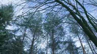 Yukarı Bakış Uzun Kış Ağaçları, Çıplak Dallar ve Evergreen Crowns Soluk Gökyüzü, Soğuk Mavi Tonlar