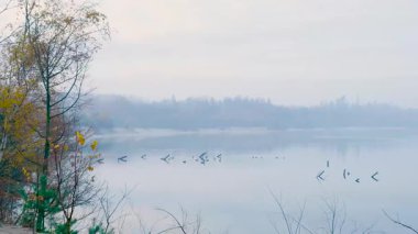 Sonbahar Kıyı Huş Ağaçları ve Kazlar, Gölün Üzerinde Yumuşak Sis, Sarı Yapraklar Sallanıyor, Dallar Uzaktan Çerçeveleniyor